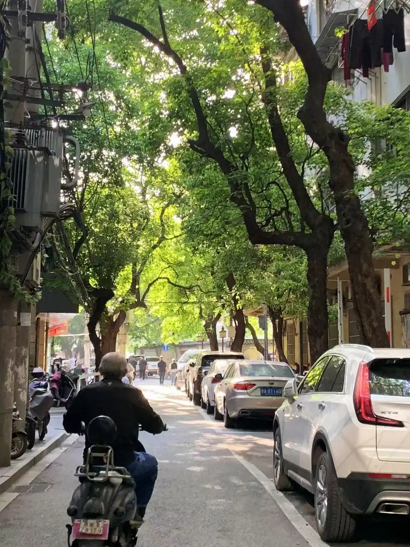 阳光洒落的老城巷弄，老人骑电动车前行，两侧绿树成荫、车辆停放。