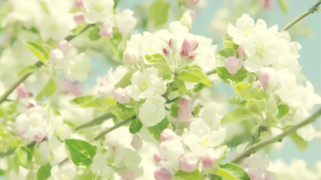 4k花朵壁纸|春日风景背景图片 - 繁花绽放「哲风壁纸」 4k花朵壁纸|春日风景背景图片 - 繁花绽放「哲风壁纸」