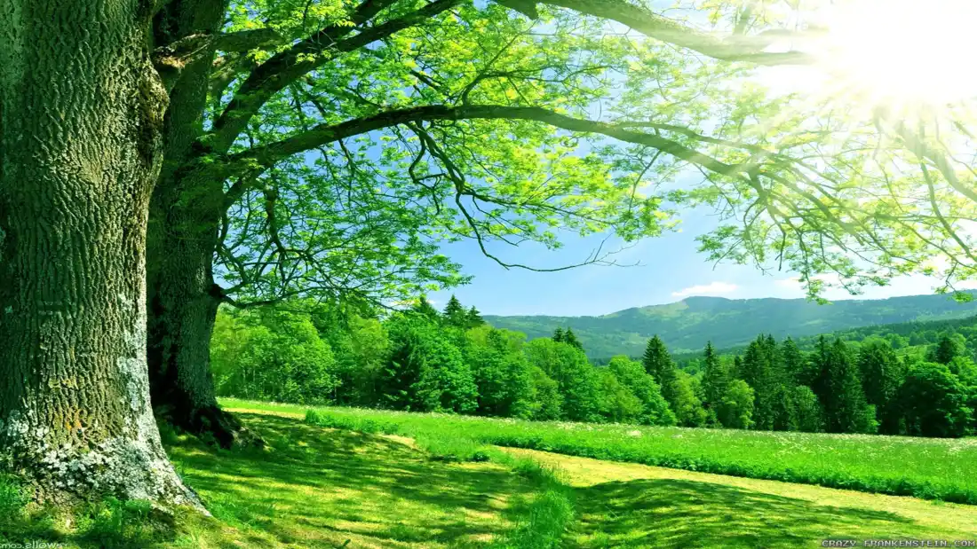 4k阳光夏天壁纸｜绿树草地背景图片 - 自然美景「哲风壁纸」