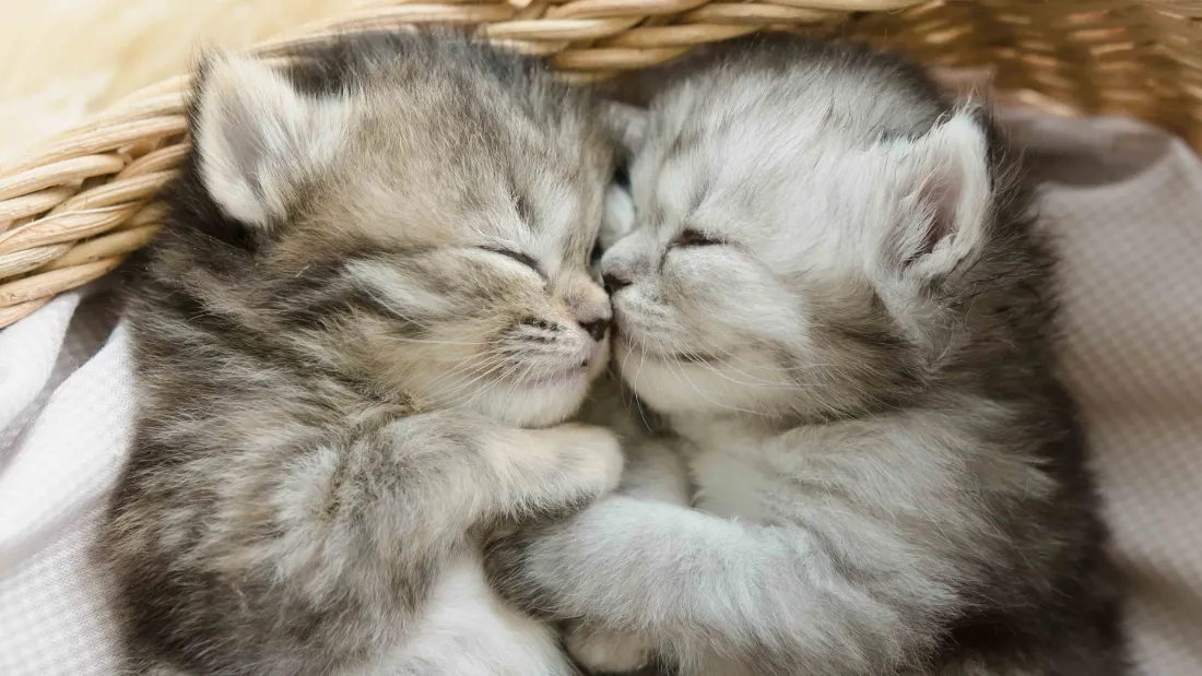 4k可爱小猫壁纸|猫咪依偎背景图片 - 萌宠「哲风壁纸」 4k可爱小猫壁纸|猫咪依偎背景图片 - 萌宠「哲风壁纸」
