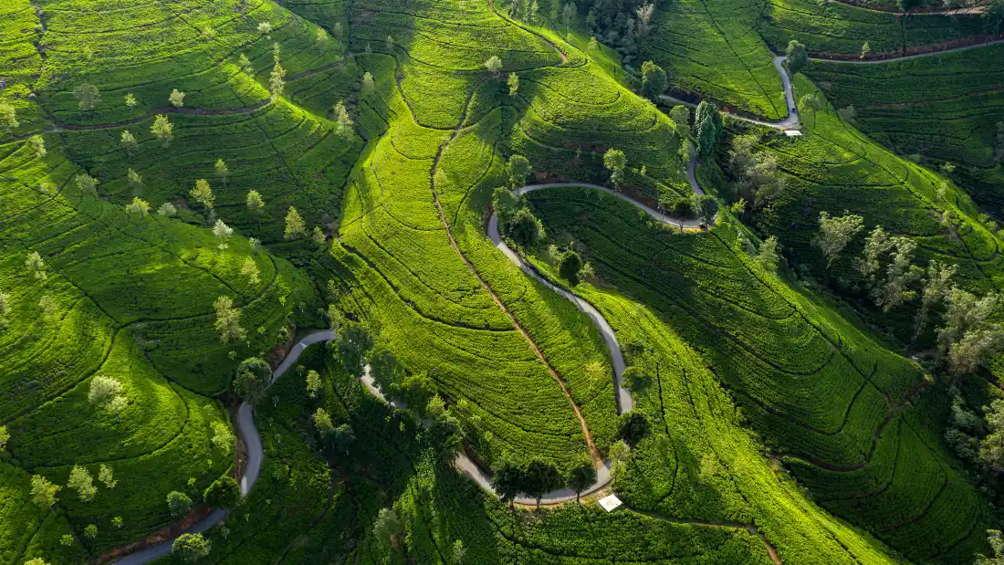 4k俯视茶园壁纸|绿植蜿蜒背景图片 - 自然美景「哲风壁纸」 4k俯视茶园壁纸|绿植蜿蜒背景图片 - 自然美景「哲风壁纸」