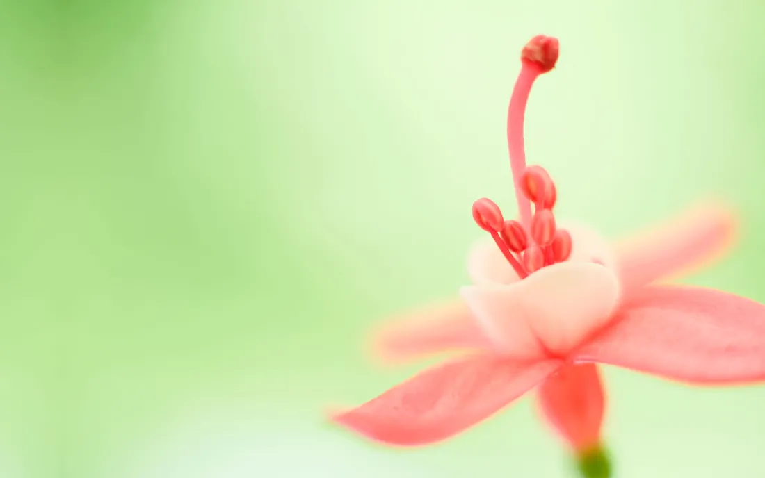 2k小花壁纸|Windows清新背景图片 - 自然「哲风壁纸」 2k小花壁纸|Windows清新背景图片 - 自然「哲风壁纸」
