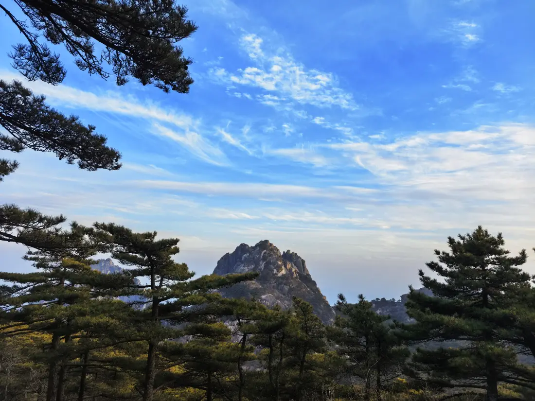 晴朗蓝天下黄山奇峰耸立，前景环绕苍翠挺拔的松树。