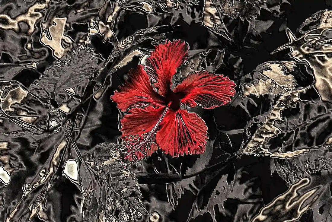 4k红色朱槿壁纸|暗黑花叶背景图片 - 暗黑艺术「哲风壁纸」 暗黑纹理背景中央,一朵纹理化的红色朱槿花醒目突出。