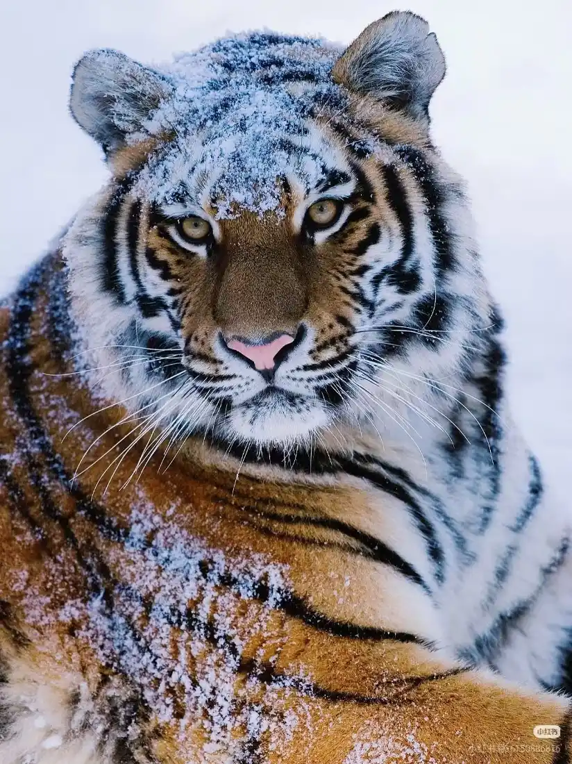 雪虎手机壁纸|雪地背景图 - 大猫「哲风壁纸」 雪虎手机壁纸|雪地背景图 - 大猫「哲风壁纸」
