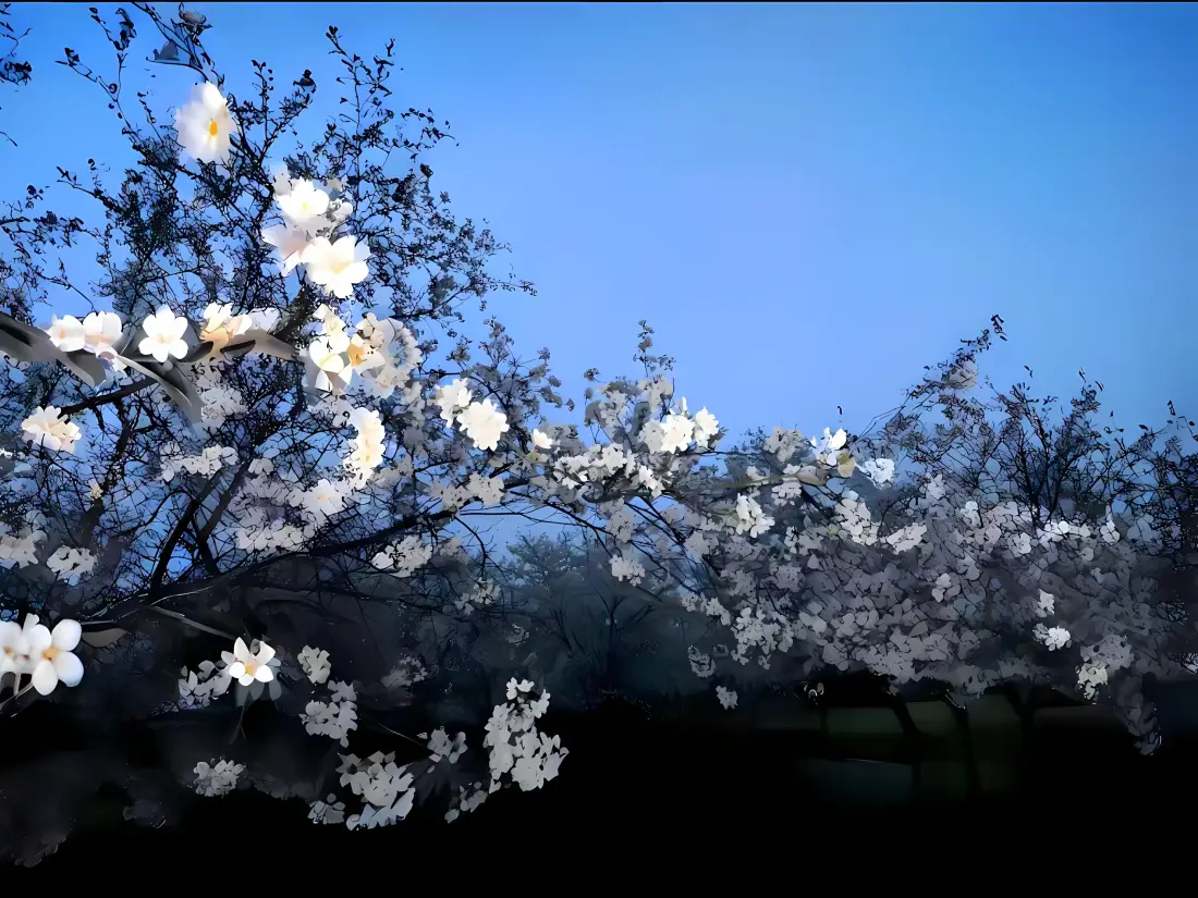 3k白色花树蓝天壁纸｜自然风景 - 花枝白花「哲风壁纸」