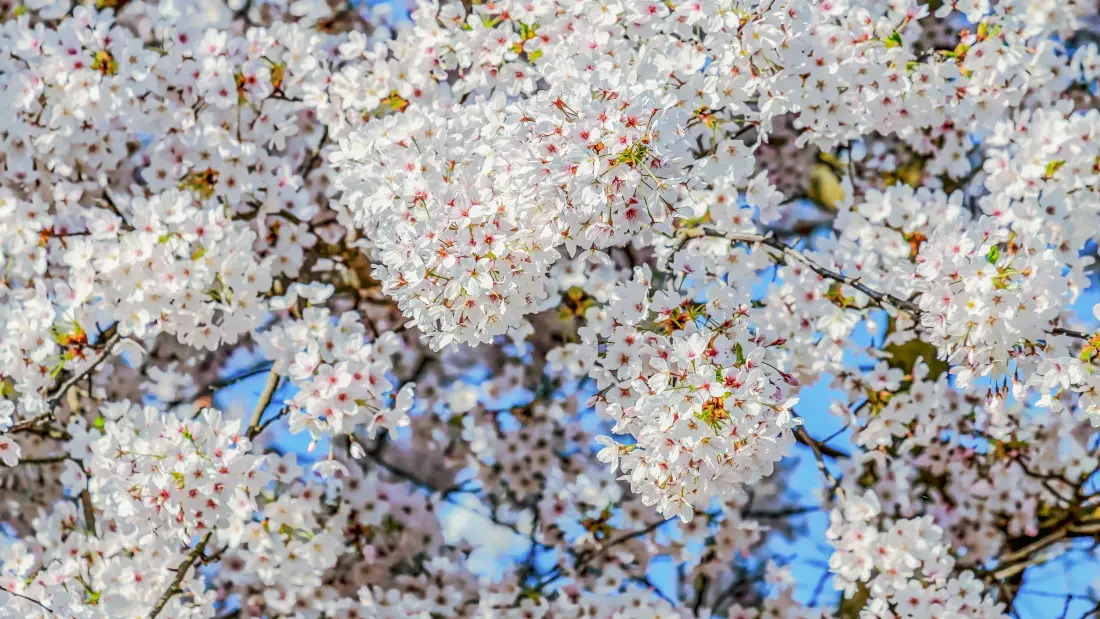 4k樱花花丛壁纸｜蓝天背景 - 春日花卉「哲风壁纸」