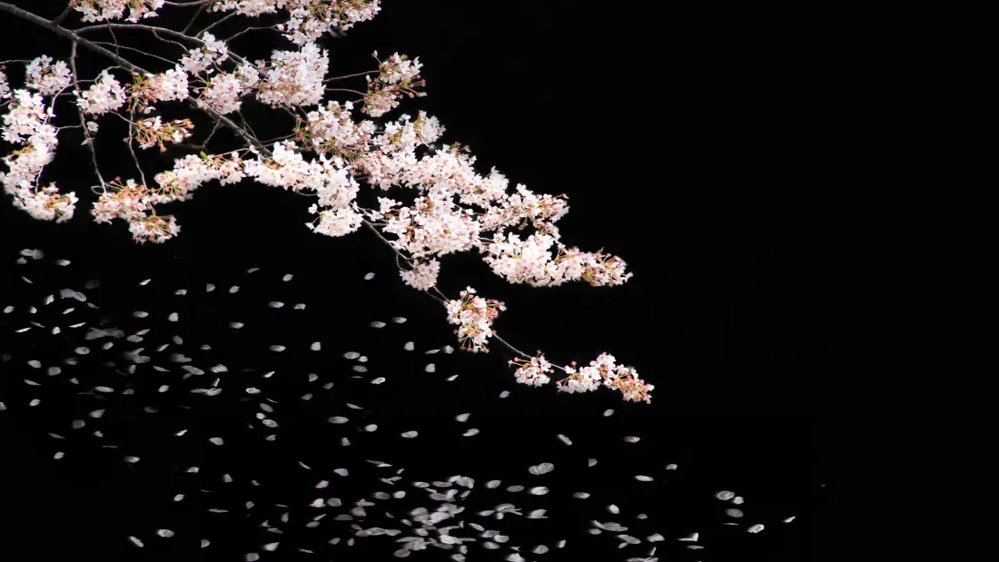 2k樱花落下壁纸|黑色背景樱花 - 花瓣飘落「哲风壁纸」 2k樱花落下壁纸|黑色背景樱花 - 花瓣飘落「哲风壁纸」