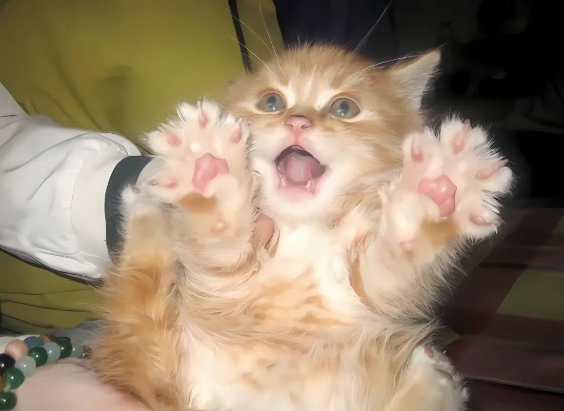 2k小奶猫壁纸|橘猫背景图 - 可爱萌宠「哲风壁纸」 2k小奶猫壁纸|橘猫背景图 - 可爱萌宠「哲风壁纸」