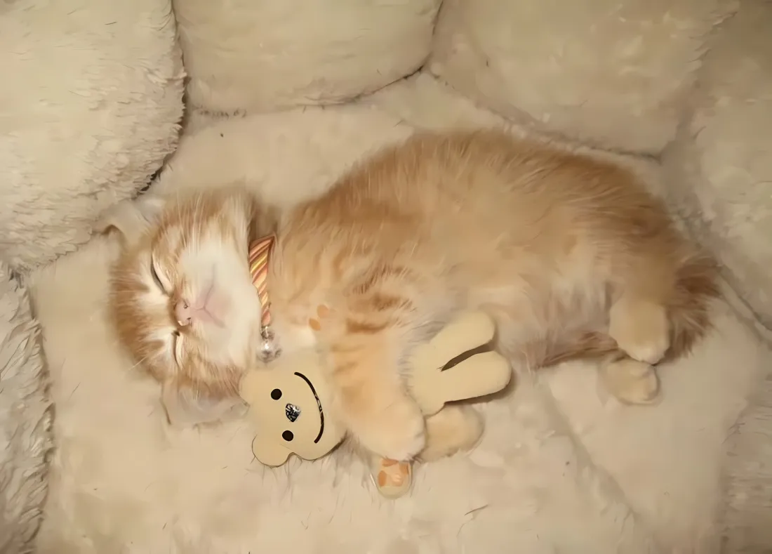 2k小奶猫睡觉壁纸|可爱萌宠背景图片 - 抱玩偶「哲风壁纸」 2k小奶猫睡觉壁纸|可爱萌宠背景图片 - 抱玩偶「哲风壁纸」