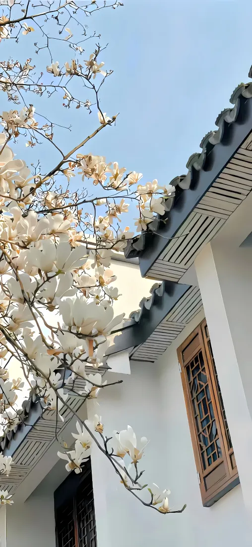 玉兰花手机壁纸|中式建筑背景图片 - 蓝天「哲风壁纸」 玉兰花手机壁纸|中式建筑背景图片 - 蓝天「哲风壁纸」