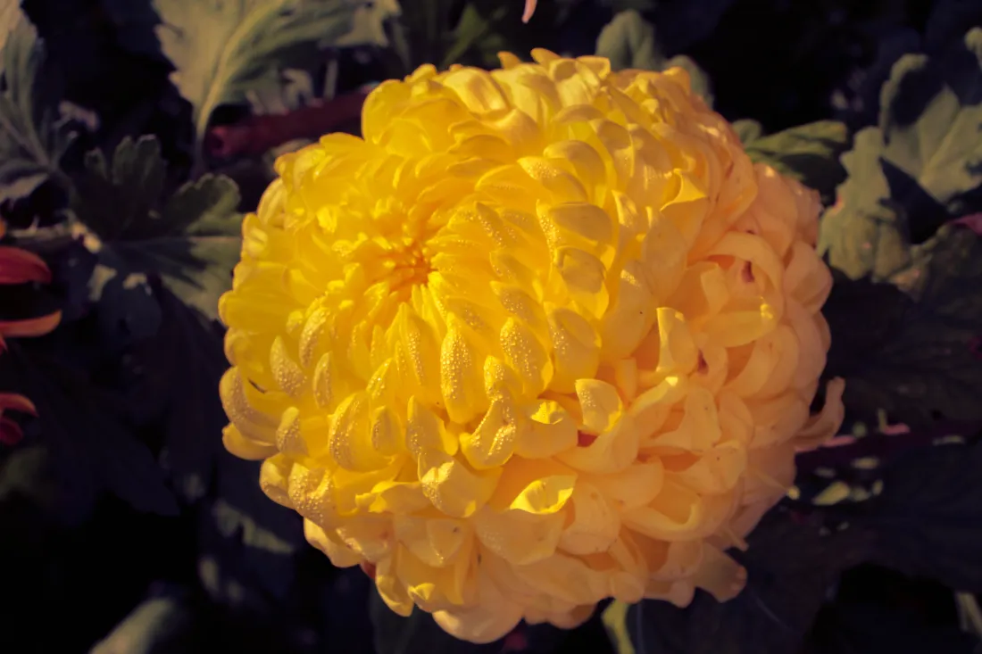 5k菊花壁纸|黄花背景图片 - 黄菊特写「哲风壁纸」 5k菊花壁纸|黄花背景图片 - 黄菊特写「哲风壁纸」