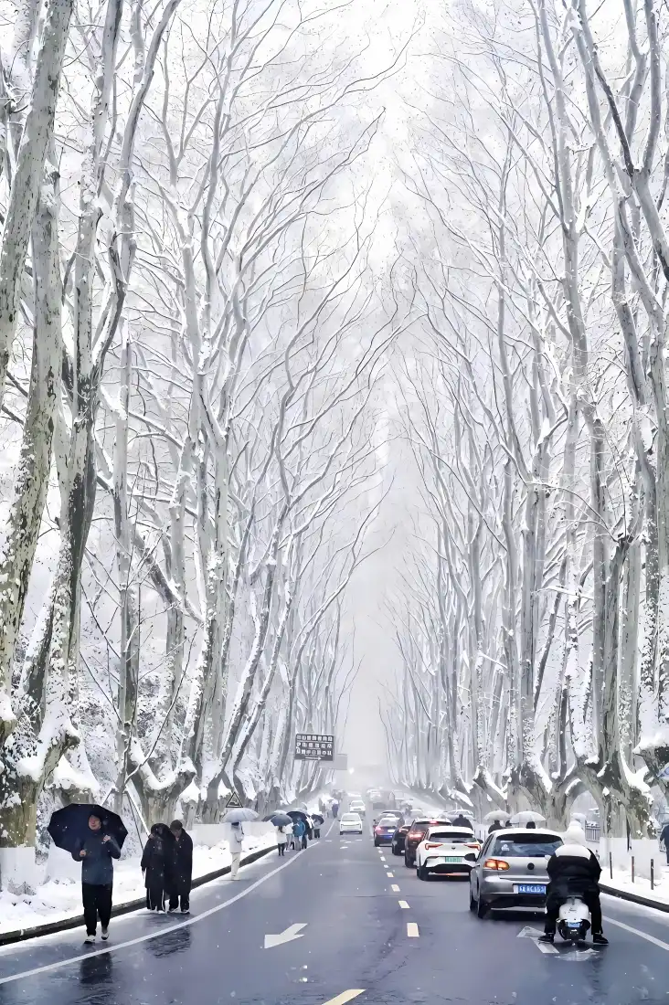 冬季梧桐大道雪景手机壁纸|雪后道路背景 - 行人车辆「哲风壁纸」 冬季梧桐大道雪景手机壁纸|雪后道路背景 - 行人车辆「哲风壁纸」