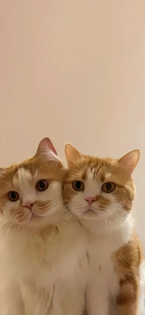 两只橘白相间的猫咪紧挨在一起，面向镜头，背景为浅米色纯色墙面。