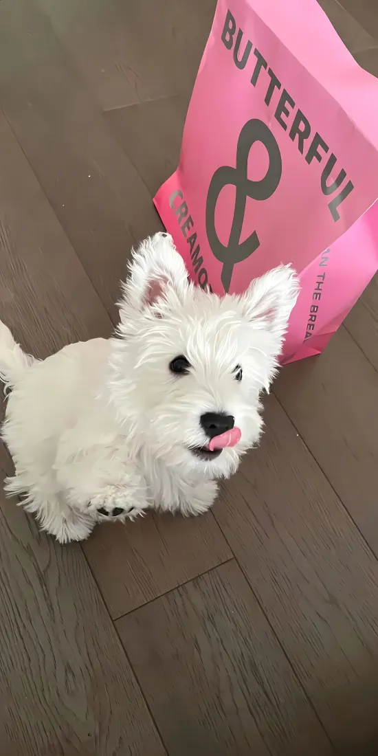 白色西高地幼犬站在木地板上吐舌，身后有印字粉色购物袋