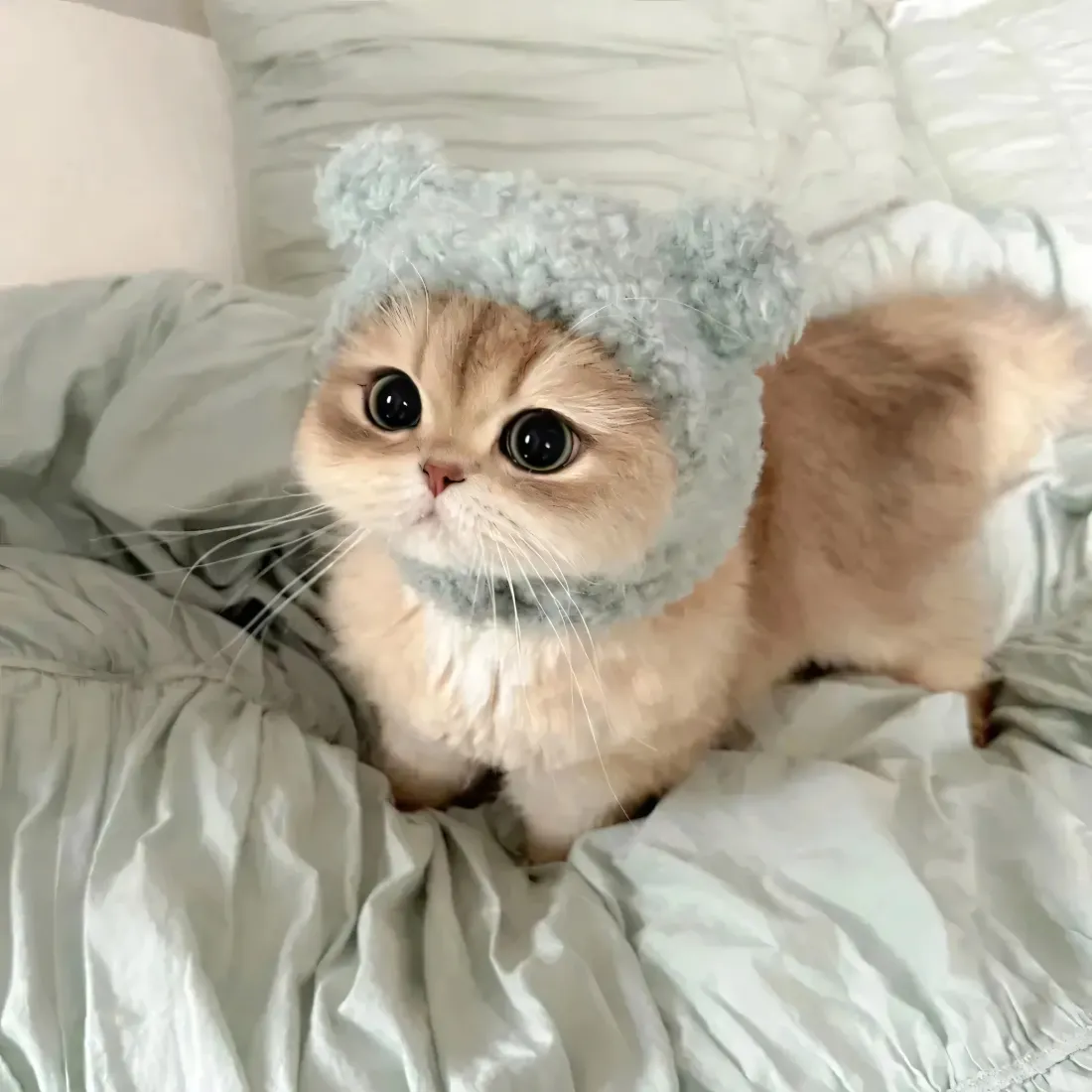 浅金色小猫戴浅蓝色毛绒熊耳帽，坐在浅灰褶皱床品上，大眼软萌。