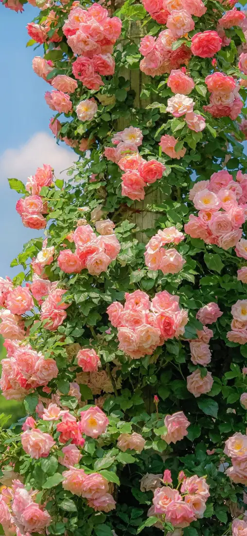 粉色蔷薇花手机壁纸|自然风景背景图片 - 清新烂漫花卉「哲风壁纸」 粉色蔷薇花手机壁纸|自然风景背景图片 - 清新烂漫花卉「哲风壁纸」