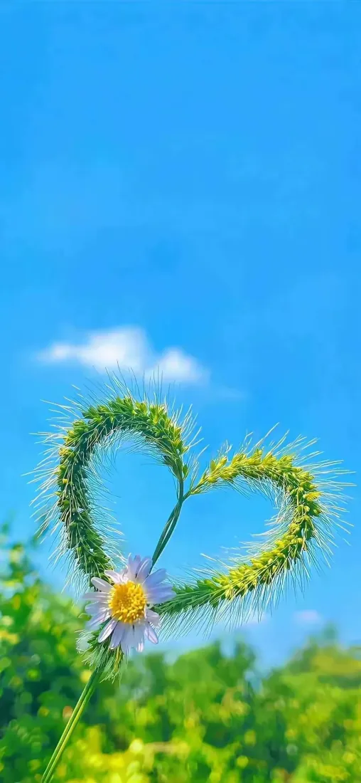 自然风景手机壁纸|蓝天背景图片 - 心形草雏菊「哲风壁纸」 自然风景手机壁纸|蓝天背景图片 - 心形草雏菊「哲风壁纸」