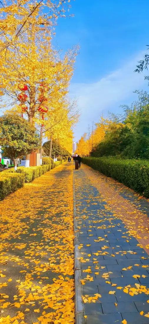 银杏林荫道手机壁纸|金黄落叶背景图片 - 自然风景「哲风壁纸」 银杏林荫道手机壁纸|金黄落叶背景图片 - 自然风景「哲风壁纸」