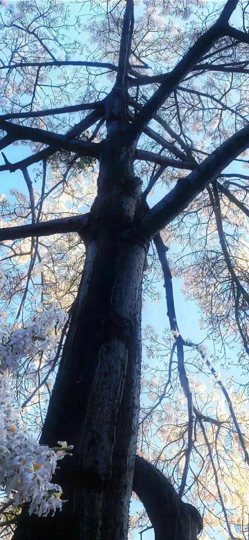 大树樱花手机壁纸|自然风景背景图片 - 春日晴空「哲风壁纸」 大树樱花手机壁纸|自然风景背景图片 - 春日晴空「哲风壁纸」