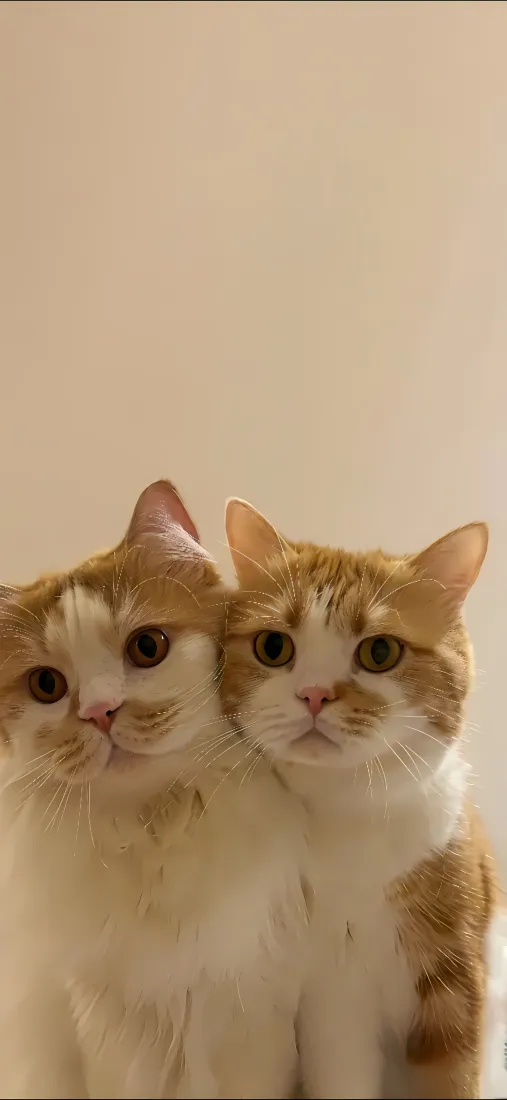 可爱橘猫双猫手机壁纸|浅黄背景图片 - 温馨伙伴「哲风壁纸」 可爱橘猫双猫手机壁纸|浅黄背景图片 - 温馨伙伴「哲风壁纸」