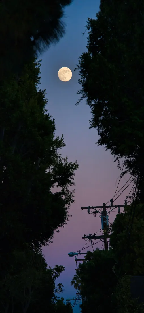 仰视视角下，满月悬于蓝紫渐变夜空，两侧树木剪影框住画面，右下角露出电线杆轮廓。