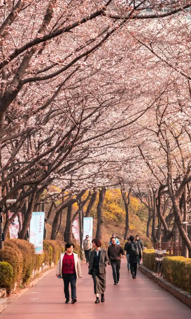 首尔樱花步道手机壁纸|自然风景背景图片 - 韩国春天「哲风壁纸」 首尔樱花步道手机壁纸|自然风景背景图片 - 韩国春天「哲风壁纸」
