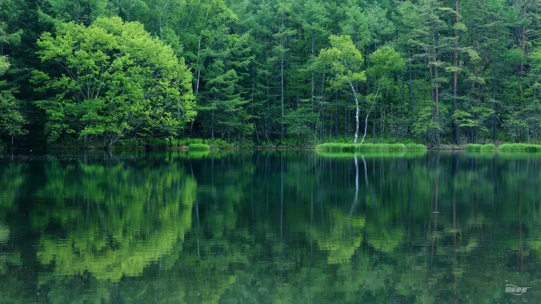 2k森林湖泊倒影壁纸|自然风景背景图片 - 水与绿意「哲风壁纸」 静谧林间湖泊,水面清晰倒映岸边葱郁林木,绿意盎然。