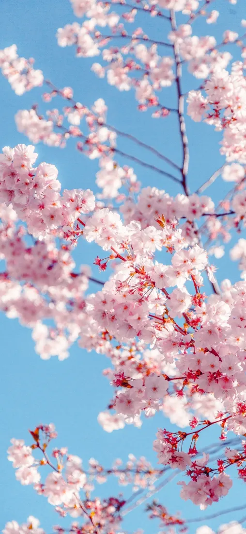 樱花手机壁纸｜蓝天背景图片 - 粉色花卉景深IOS26「哲风壁纸」