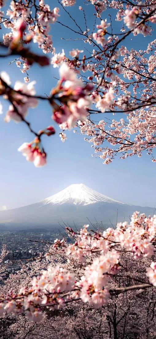 樱花富士山手机壁纸|粉色背景图 - 景深IOS26「哲风壁纸」 樱花富士山手机壁纸|粉色背景图 - 景深IOS26「哲风壁纸」