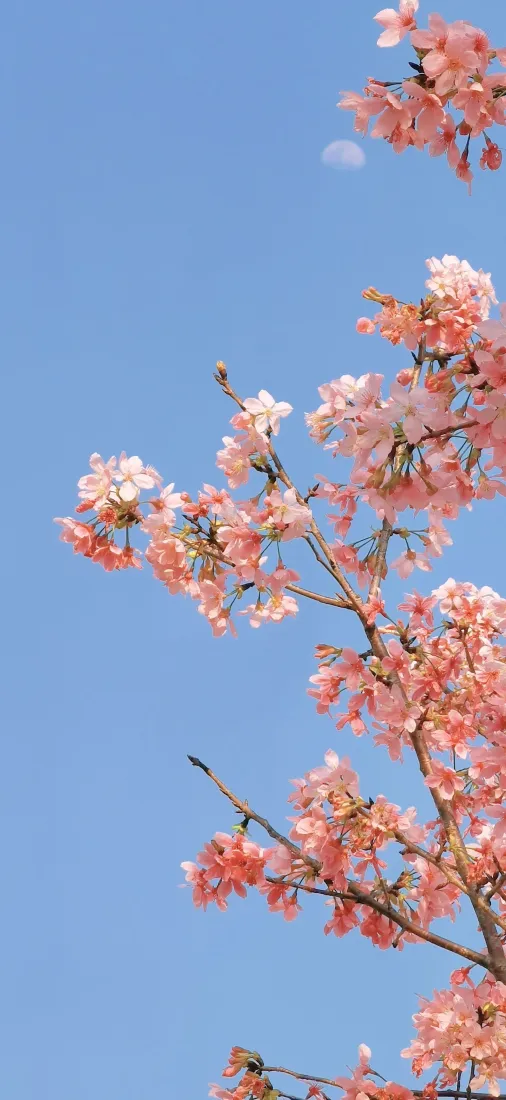 樱花手机壁纸|蓝天背景图片 - 粉色花枝月亮「哲风壁纸」 樱花手机壁纸|蓝天背景图片 - 粉色花枝月亮「哲风壁纸」