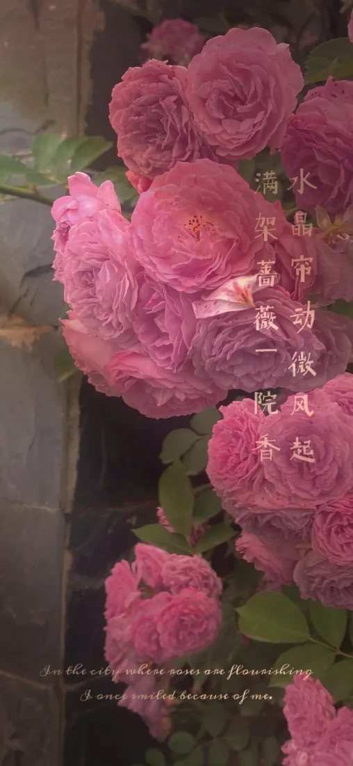 粉色玫瑰手机壁纸|景深花卉背景 - 复古「哲风壁纸」 粉色玫瑰手机壁纸|景深花卉背景 - 复古「哲风壁纸」