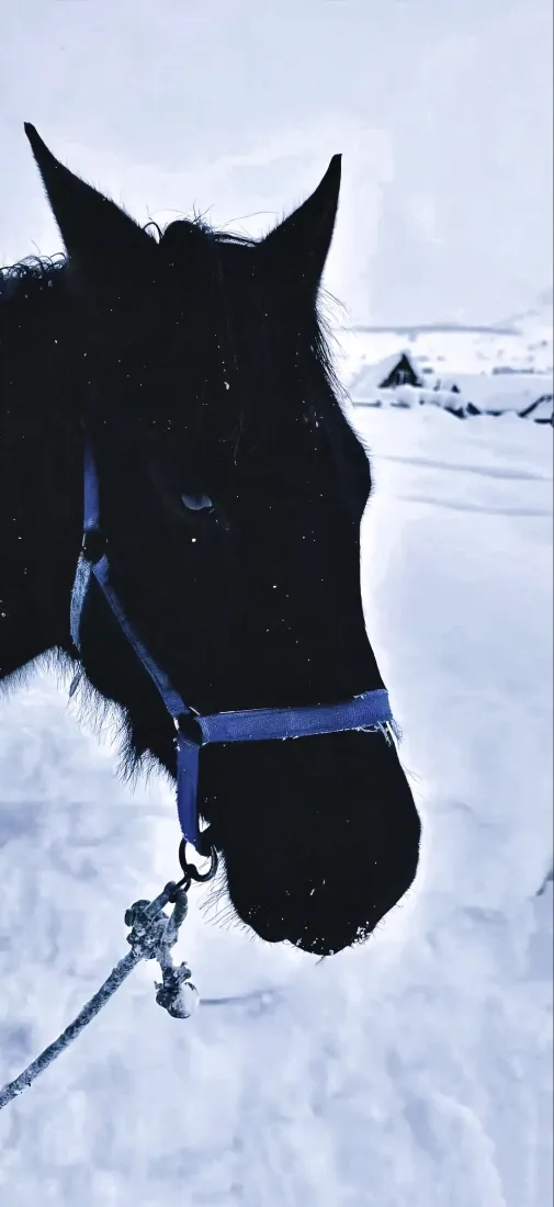 佩戴蓝色缰绳的黑马头部特写，身处飘雪的冬日雪地环境中