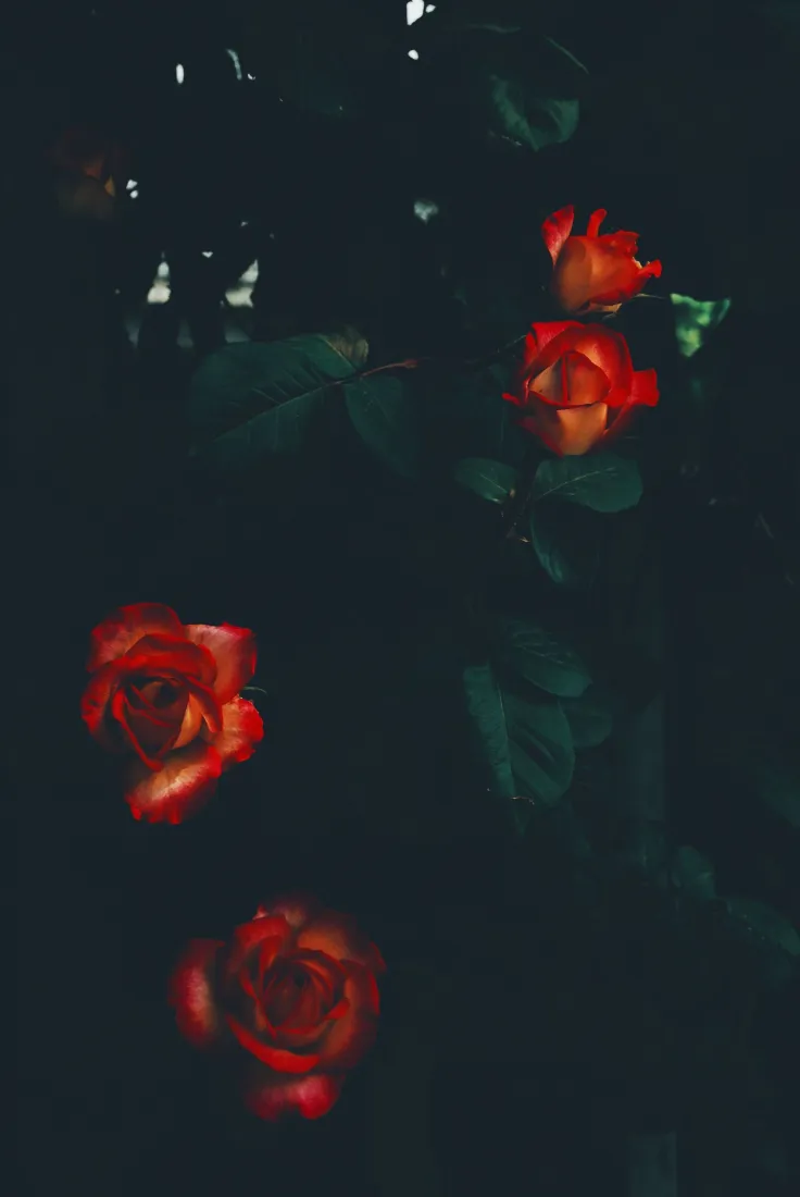 4k植物壁纸 - 特写 - 景深 - 花艺「哲风壁纸」