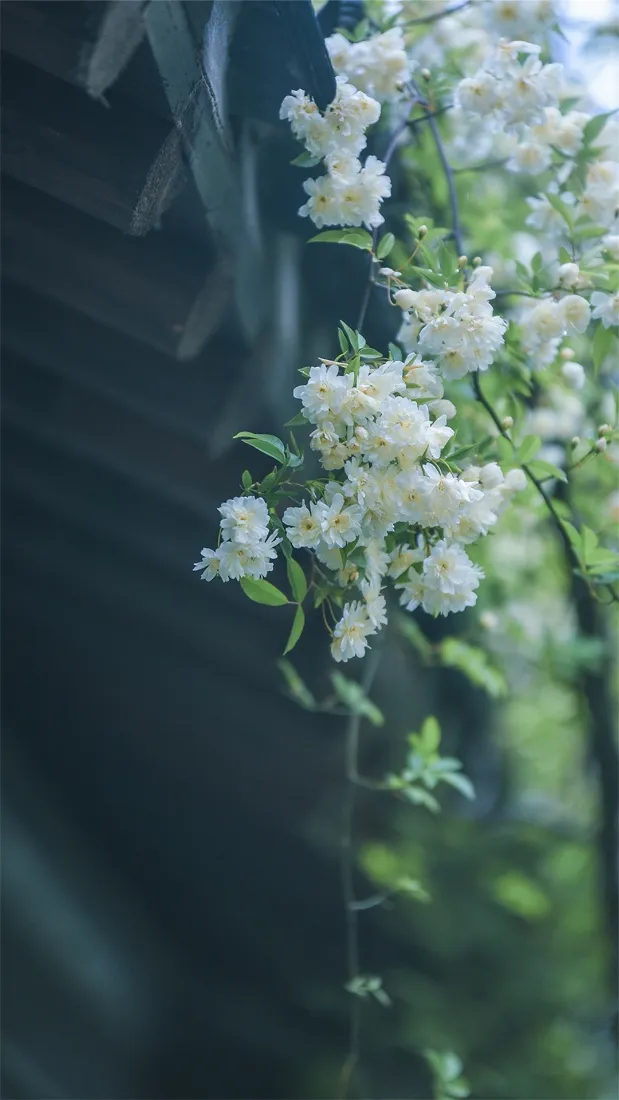 4k植物壁纸 - 景深 - 户外 - 清新「哲风壁纸」