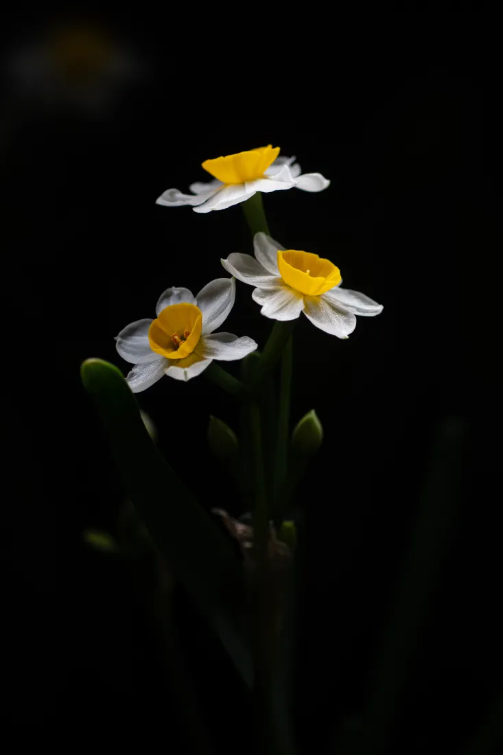 纯黑背景下三朵白瓣黄蕊的水仙花特写，暗调光影柔和