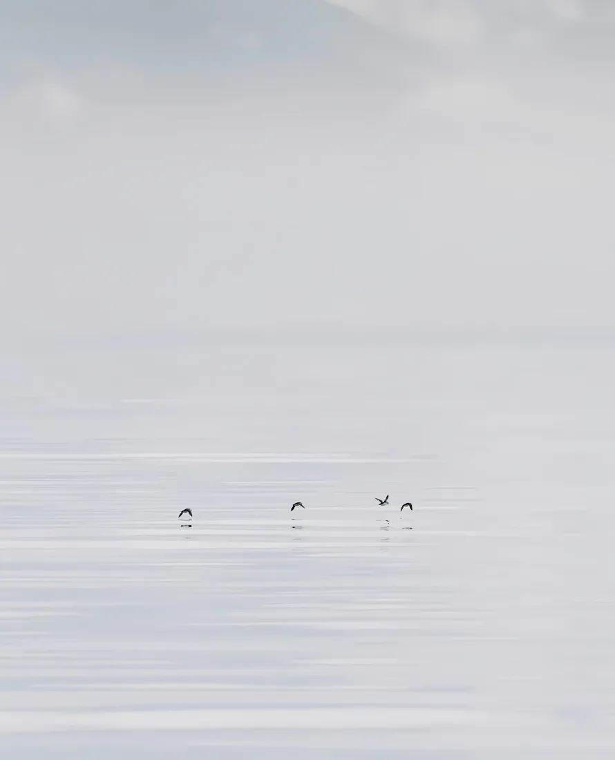 海鸥水面手机壁纸|平静背景图片 - 自然风景「哲风壁纸」 海鸥水面手机壁纸|平静背景图片 - 自然风景「哲风壁纸」