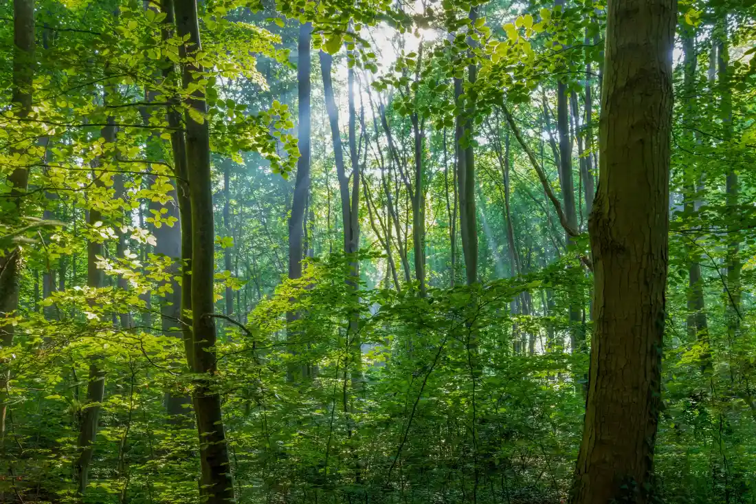 6k森林夏天壁纸|自然风景背景图片 - 阳光树木绿叶「哲风壁纸」 6k森林夏天壁纸|自然风景背景图片 - 阳光树木绿叶「哲风壁纸」