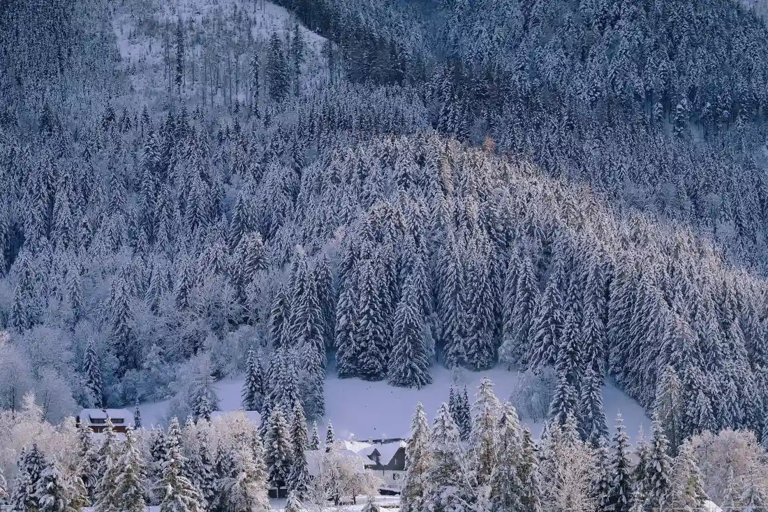 5k冬日森林雪景壁纸｜雪林背景图片 - 积雪房屋「哲风壁纸」