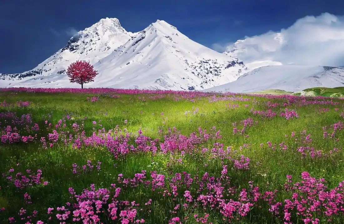 2k雪山花海壁纸|自然风景图片 - 冬夏交融「哲风壁纸」 2k雪山花海壁纸|自然风景图片 - 冬夏交融「哲风壁纸」