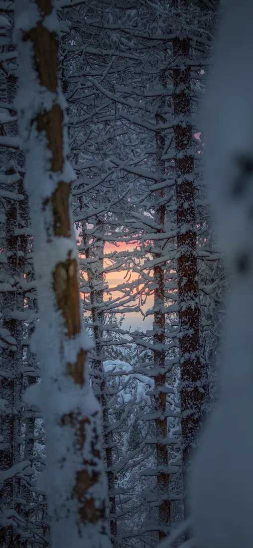 雪林树干手机壁纸｜雪地背景图片 - 冬季日落「哲风壁纸」