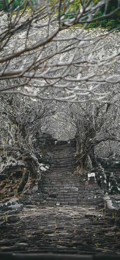 古树手机壁纸|石板小路背景图片 - 森林秘境「哲风壁纸」 古树手机壁纸|石板小路背景图片 - 森林秘境「哲风壁纸」