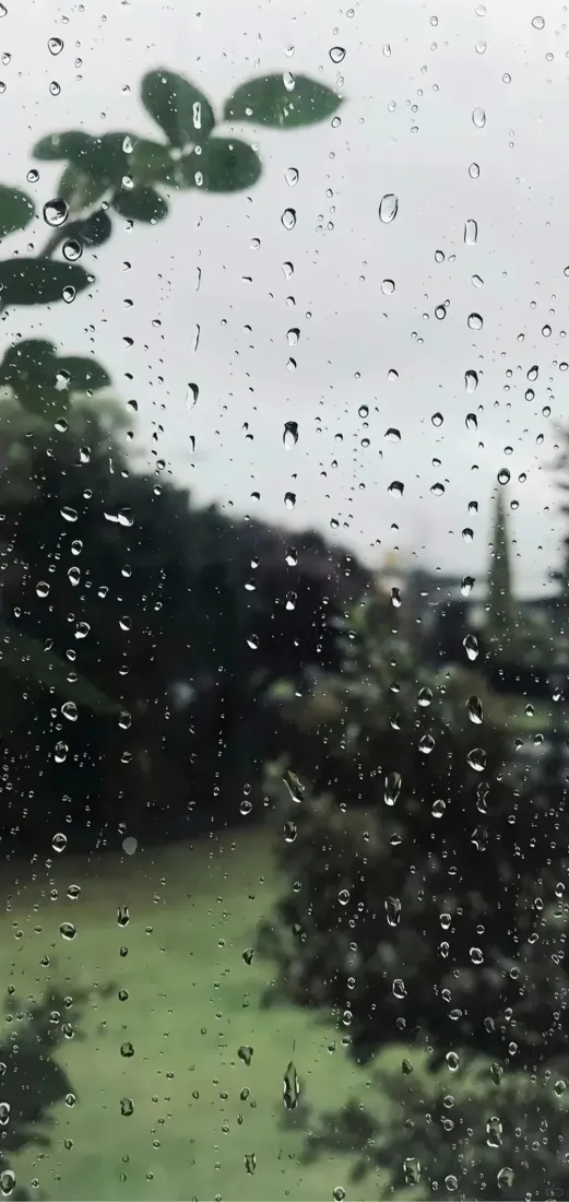 雨天树林手机壁纸|窗外风景背景图片 - 清新治愈「哲风壁纸」 雨天树林手机壁纸|窗外风景背景图片 - 清新治愈「哲风壁纸」