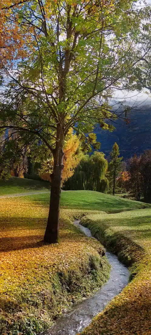 秋日郊野，蜿蜒小溪旁立着叶色黄绿的树，地面铺满落叶，远处是山林与草地。