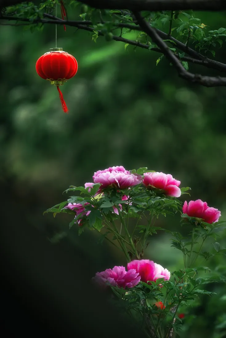 红灯笼手机壁纸|自然背景图片 - 粉牡丹「哲风壁纸」 红灯笼手机壁纸|自然背景图片 - 粉牡丹「哲风壁纸」