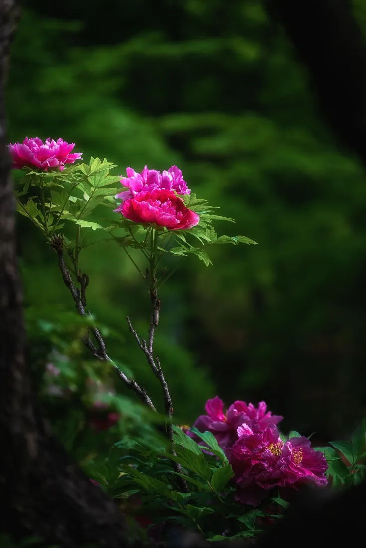 牡丹花手机壁纸|自然背景图片 - 手机「哲风壁纸」 牡丹花手机壁纸|自然背景图片 - 手机「哲风壁纸」