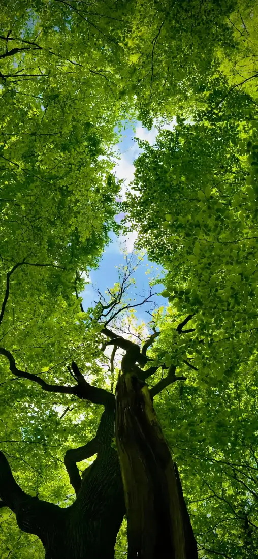 绿荫手机壁纸|自然背景图片 - 仰拍大树「哲风壁纸」 绿荫手机壁纸|自然背景图片 - 仰拍大树「哲风壁纸」