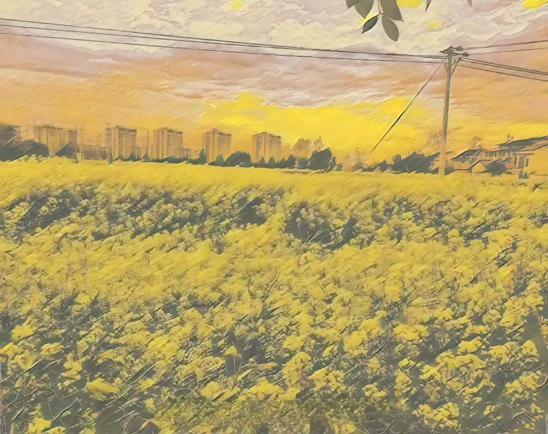 2k油画风壁纸｜花田背景图片 - 城郊油麦菜花田「哲风壁纸」