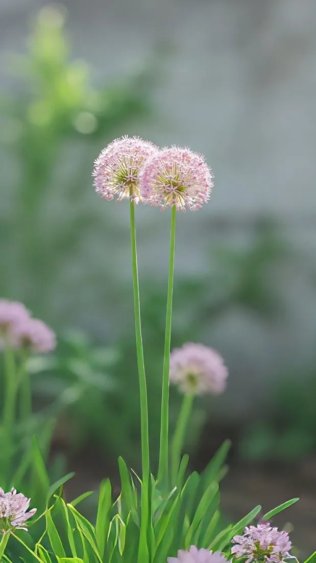 淡粉球形野花手机壁纸|清新绿植背景图片 - 手机「哲风壁纸」 淡粉球形野花手机壁纸|清新绿植背景图片 - 手机「哲风壁纸」