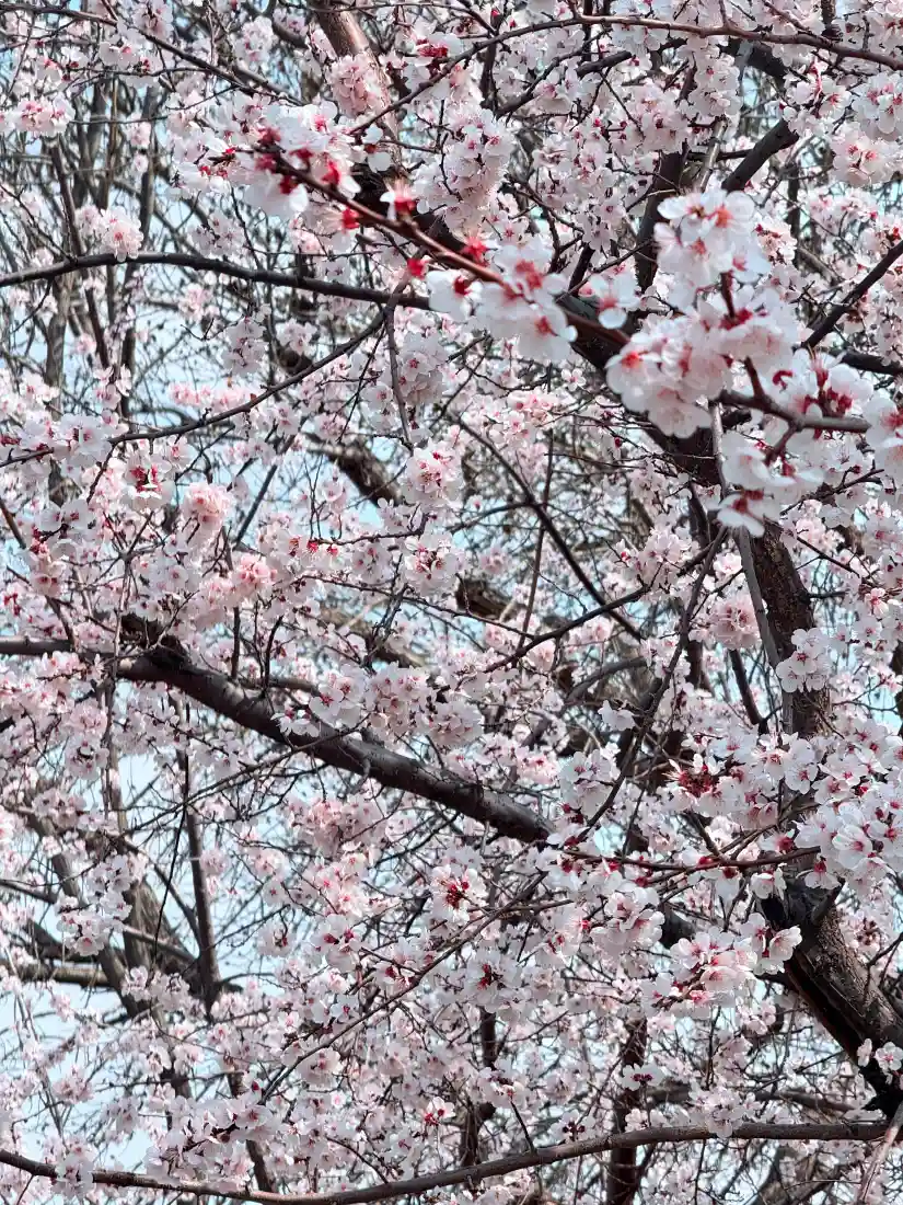 樱花手机壁纸|春季背景图片 - 粉白盛开花枝「哲风壁纸」 樱花手机壁纸|春季背景图片 - 粉白盛开花枝「哲风壁纸」